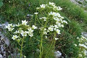 16 Attenzione particolare per la Sassifraga di Host (Saxifraga Hostii)